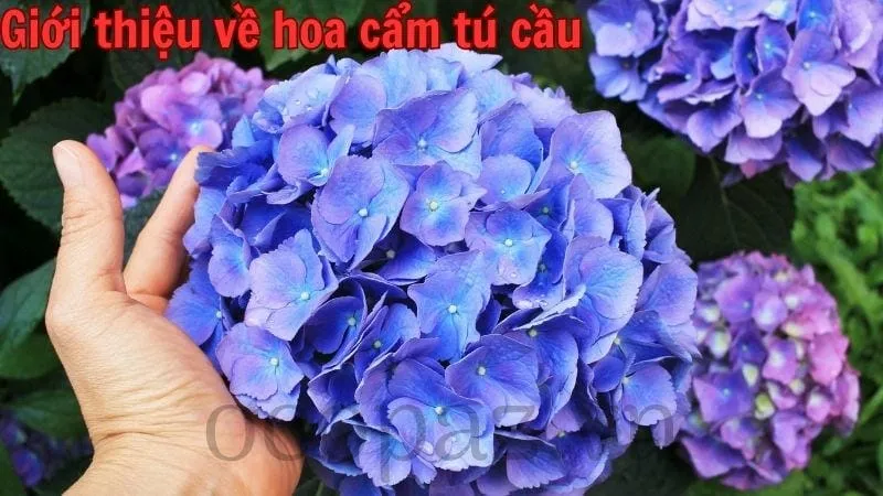 Giới thiệu về hoa cẩm tú cầu