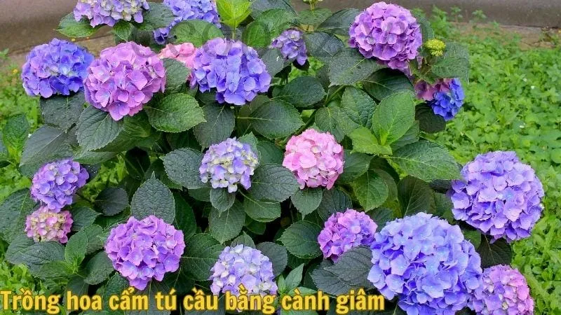 Trồng hoa cẩm tú cầu bằng cành giâm