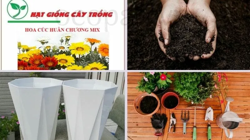 Chuẩn bị trước khi trồng hoa cúc