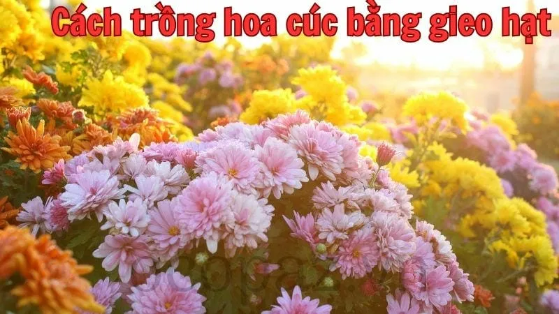 Cách trồng hoa cúc bằng gieo hạt