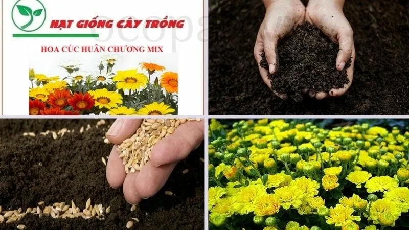 Cách trồng hoa cúc đơn giản và hiệu quả tại nhà