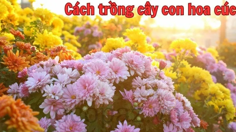 Cách trồng cây con hoa cúc