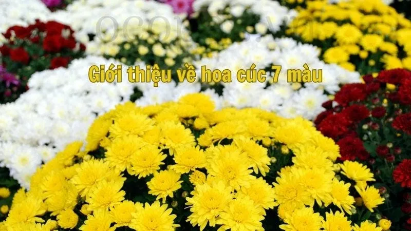 Giới thiệu về hoa cúc 7 màu