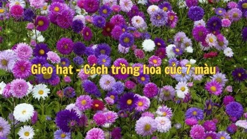 Gieo hạt - Cách trồng hoa cúc 7 màu