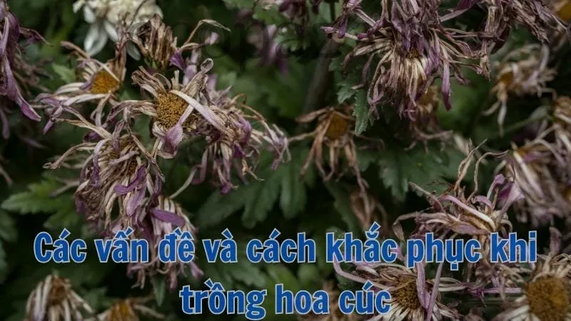 Các vấn đề thường gặp và cách khắc phục khi trồng hoa cúc