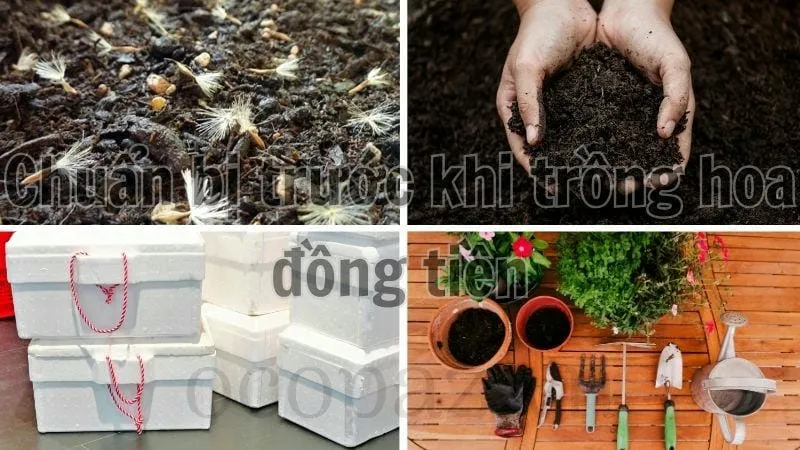 Chuẩn bị trước khi trồng hoa đồng tiền