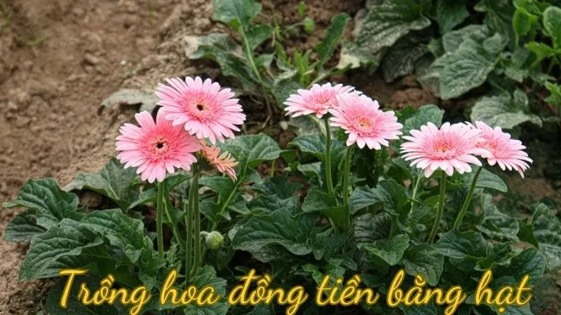 Trồng hoa đồng tiền bằng hạt