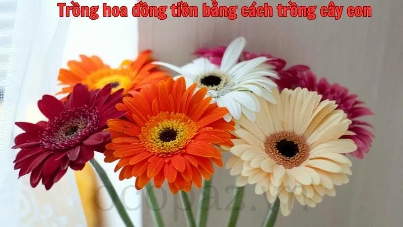 Cách trồng hoa đồng tiền bằng cây con