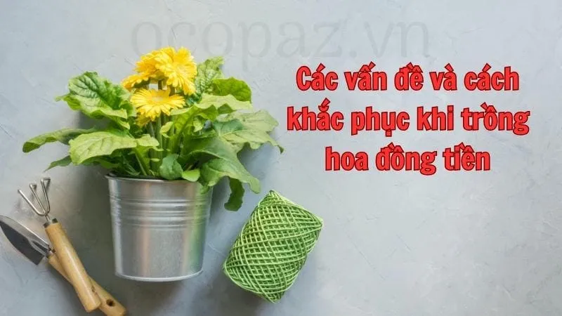 Các vấn đề thường gặp và cách khắc phục khi trồng hoa đồng tiền