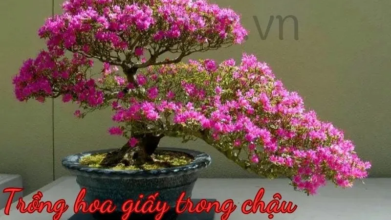 Trồng hoa giấy trong chậu