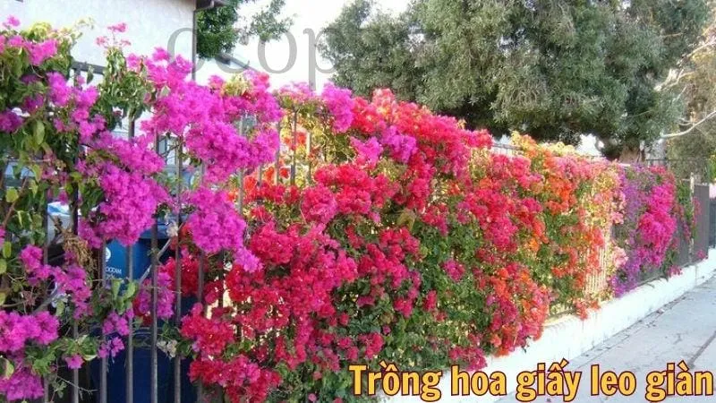 Trồng hoa giấy leo giàn