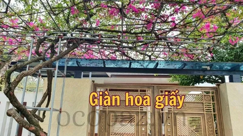 Chuẩn bị giàn