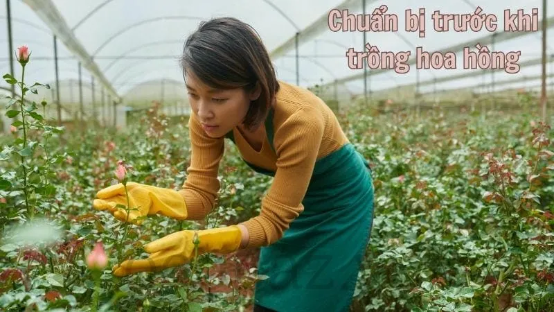 Chuẩn bị trước khi trồng hoa hồng