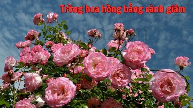 Trồng hoa hồng bằng cành giâm