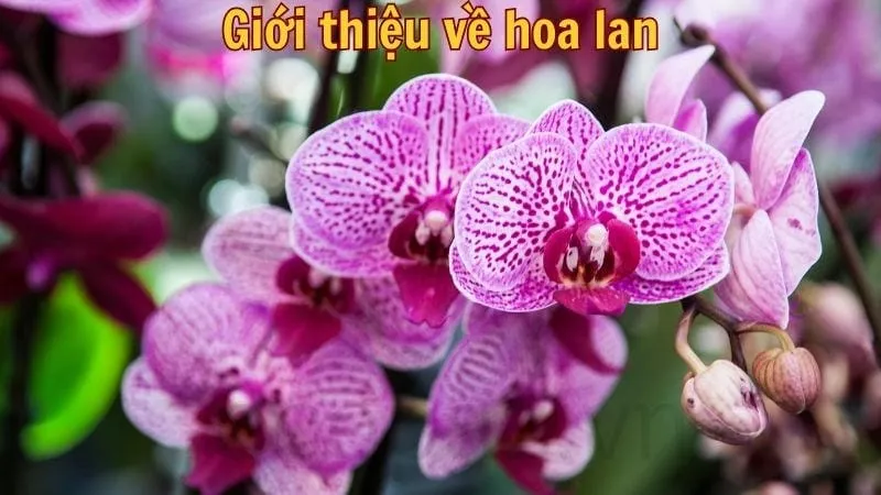 Giới thiệu về hoa lan