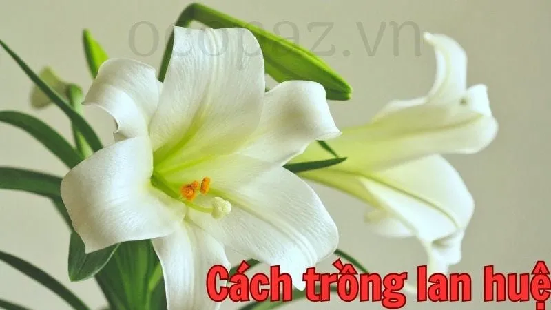 Cách trồng lan huệ