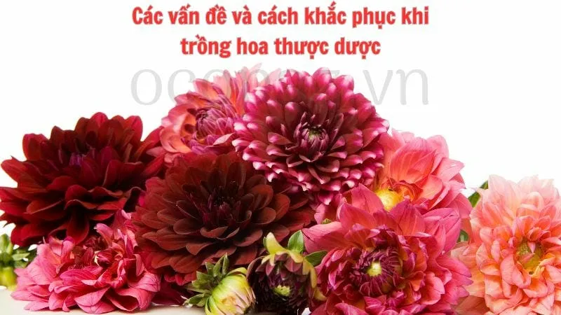 Các vấn đề thường gặp và cách khắc phục khi trồng hoa thược dược