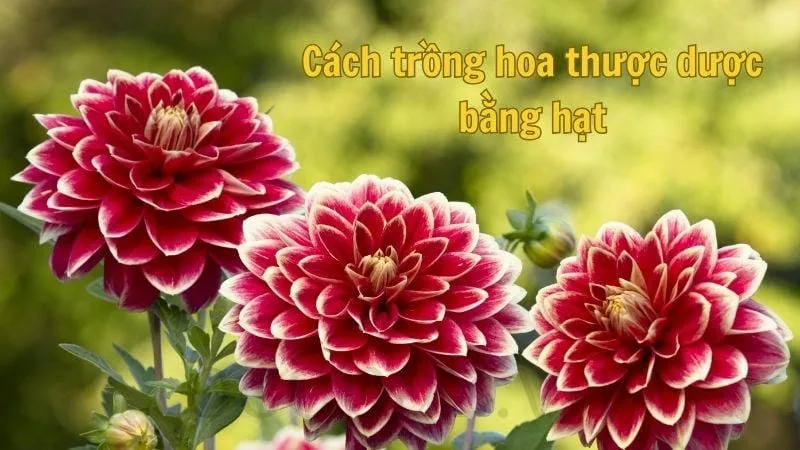 Cách trồng hoa thược dược bằng hạt