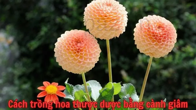 Cách trồng hoa thược dược bằng cành giâm