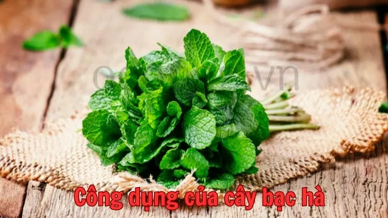 Công dụng của cây bạc hà