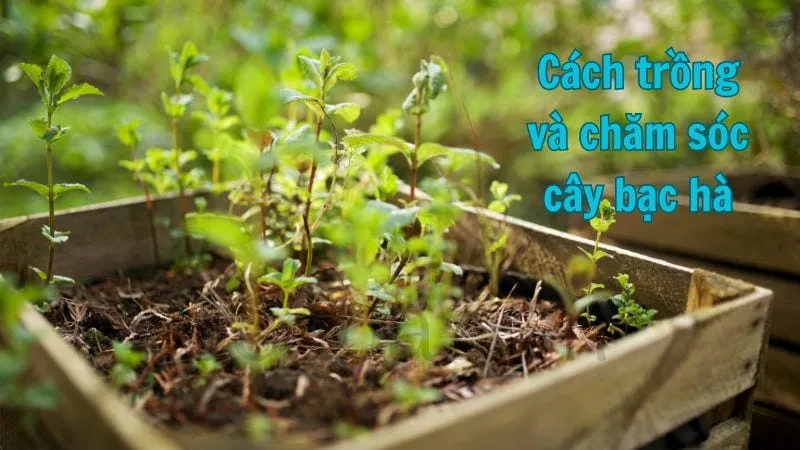 Cách trồng và chăm sóc cây bạc hà