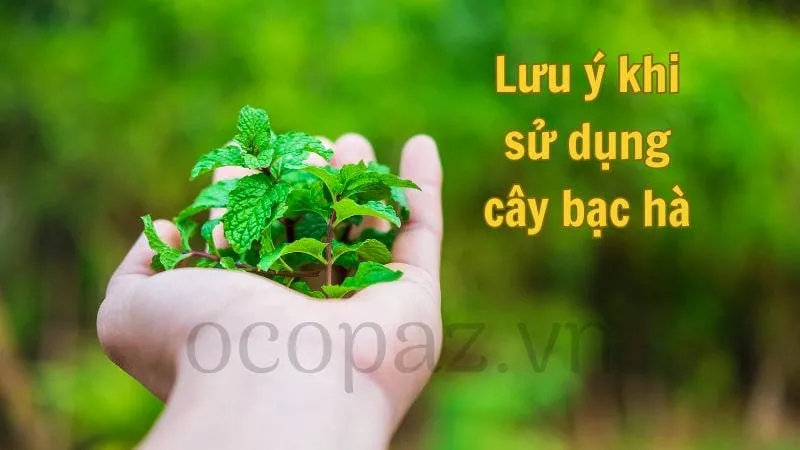 Lưu ý khi sử dụng cây bạc hà