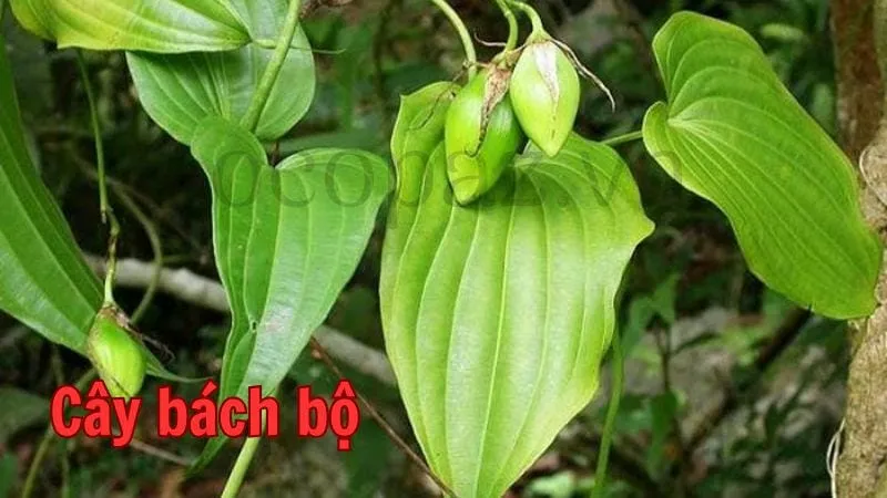 Tìm hiểu về cây bách bô và công dụng tuyệt vời