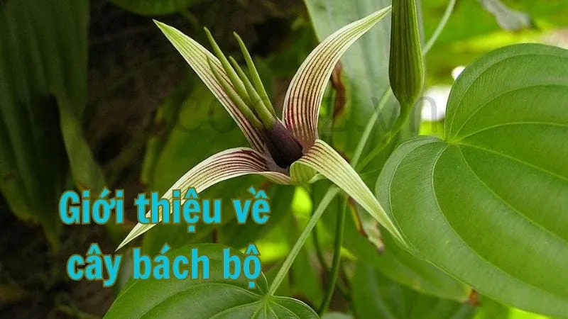 Giới thiệu về cây bách bộ