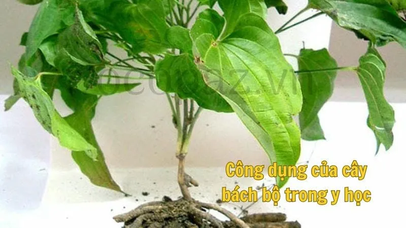 Công dụng của cây bách bộ trong y học