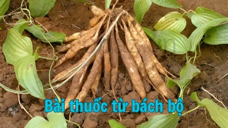 Bài thuốc từ bách bộ