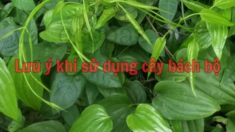 Lưu ý khi sử dụng cây bách bộ