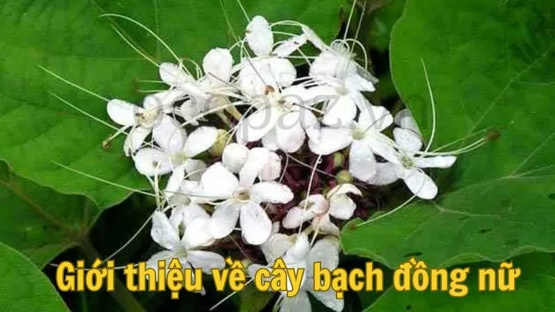 Giới thiệu về cây bạch đồng nữ