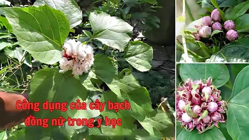 Công dụng của cây bạch đồng nữ trong y học