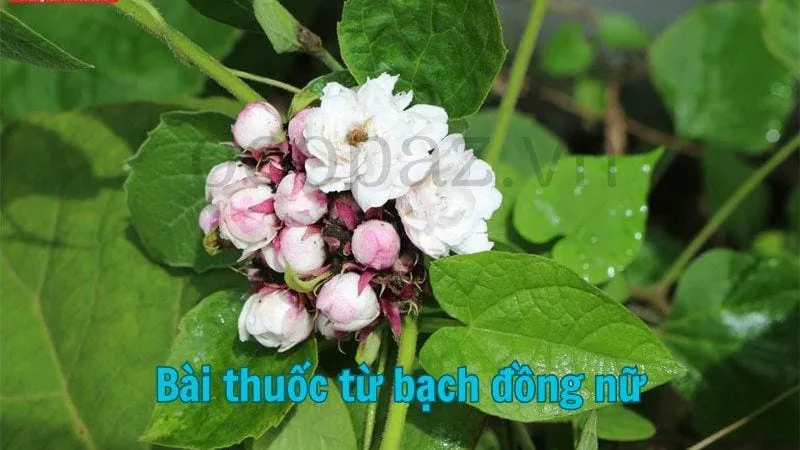 Bài thuốc từ bạch đồng nữ