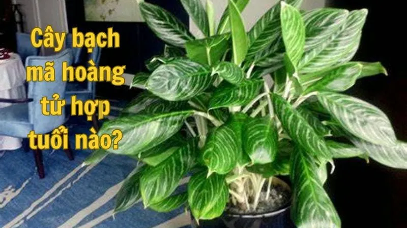 Cây bạch mã hoàng tử hợp tuổi nào?