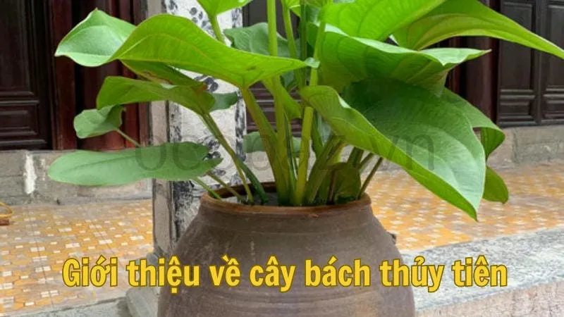 Giới thiệu về cây bách thủy tiên