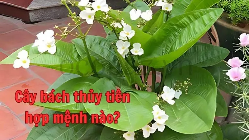 Cây bách thủy tiên hợp mệnh nào?