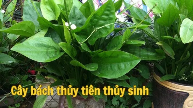 Cây bách thủy tiên thủy sinh