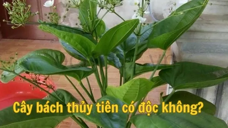 Cây bách thủy tiên có độc không?