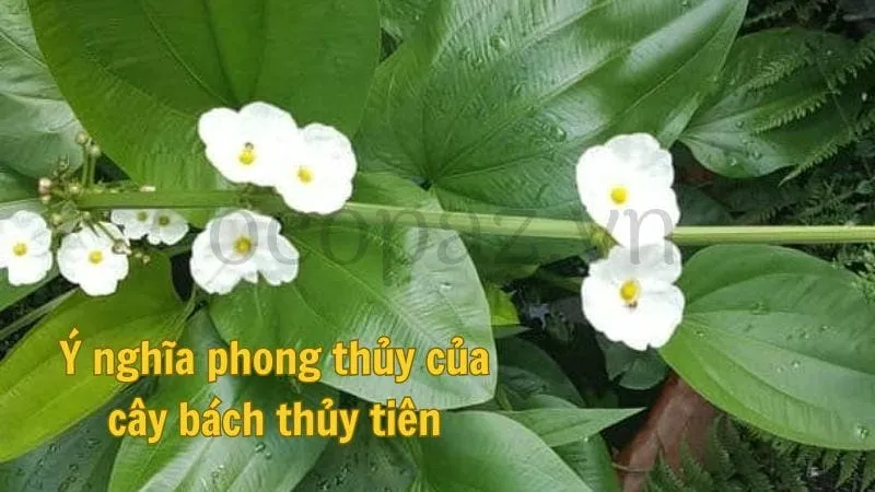 Ý nghĩa phong thủy của cây bách thủy tiên