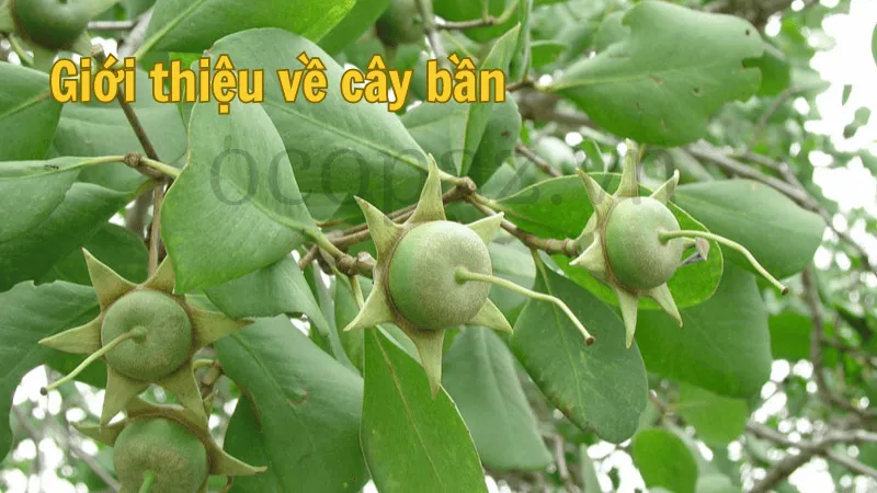 Giới thiệu về cây bần