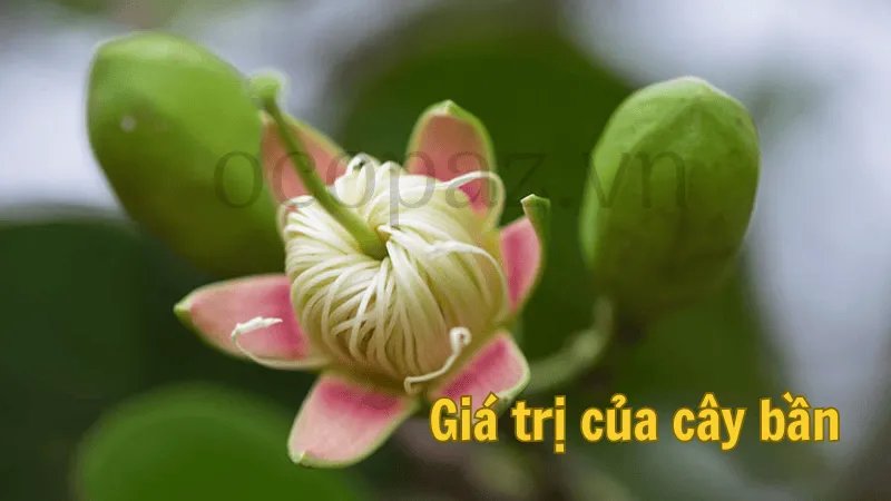 Giá trị của cây bần