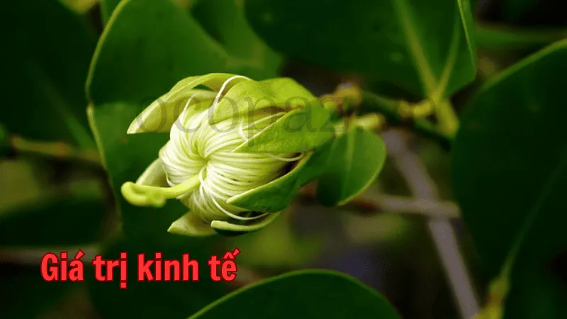 Giá trị kinh tế