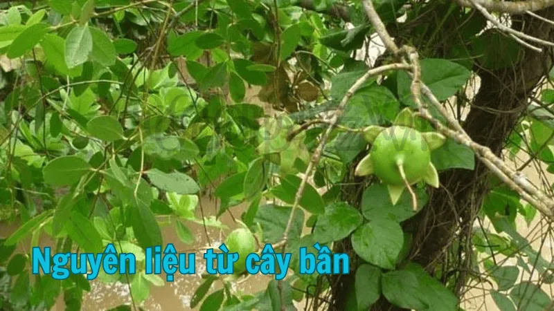 Nguyên liệu từ cây bần