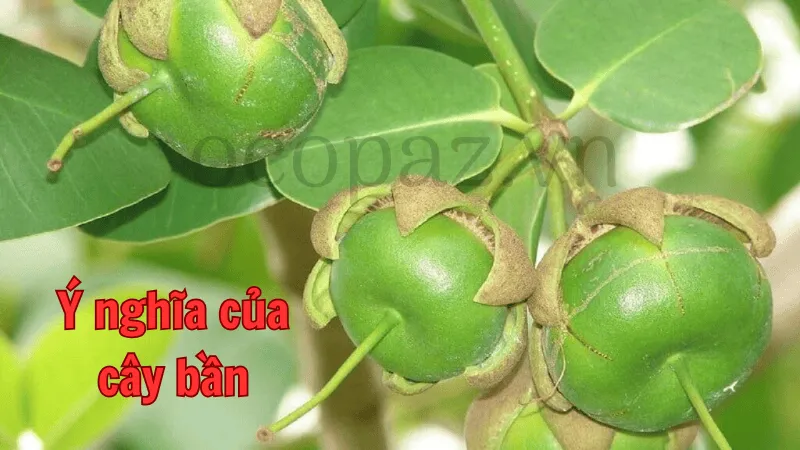 Ý nghĩa của cây bần