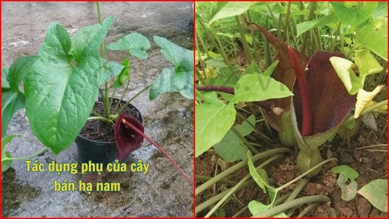 Tác dụng phụ của cây bán hạ nam