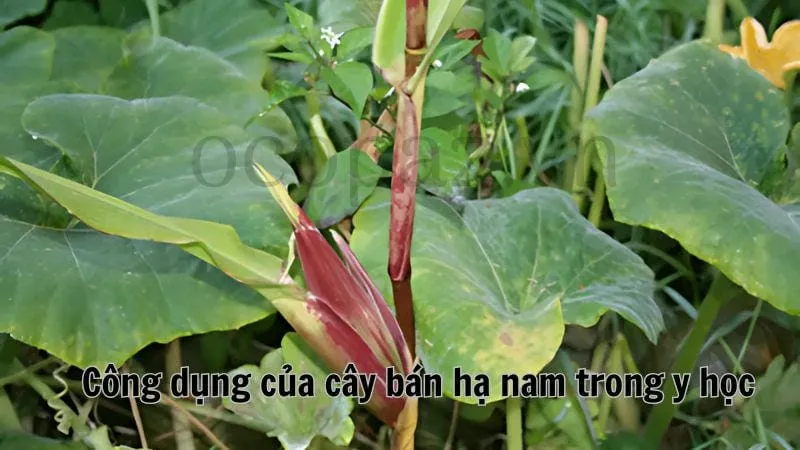 Công dụng của cây bán hạ nam trong y học