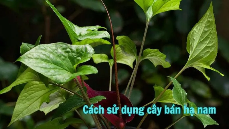 Cách sử dụng cây bán hạ nam