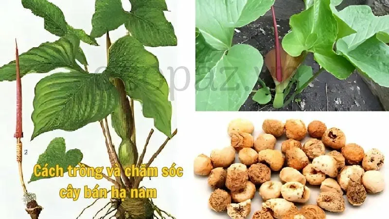 Cách trồng và chăm sóc cây bán hạ nam