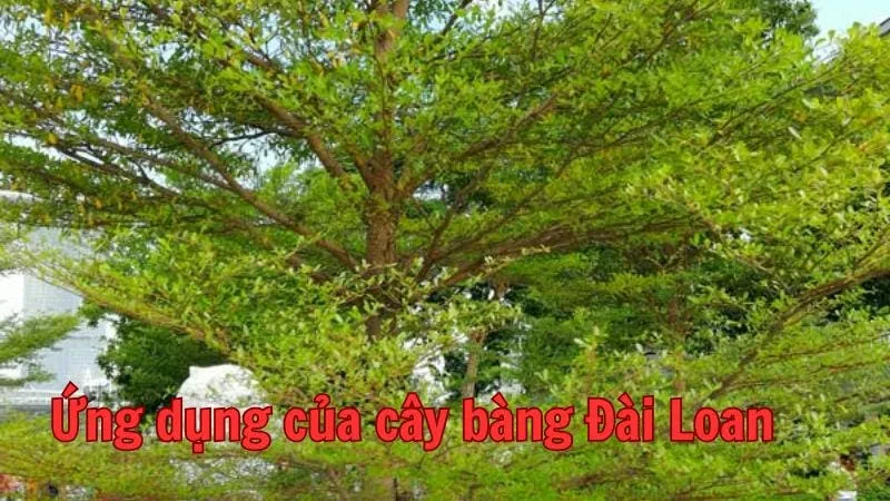 Ứng dụng của cây bàng Đài Loan